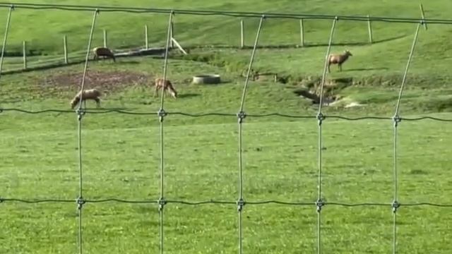 Deer From 150m to 500m With Xinfrared T2 Pro Thermal Cellphone Camera #thermalhunting #thermalvisio смотреть онлайн