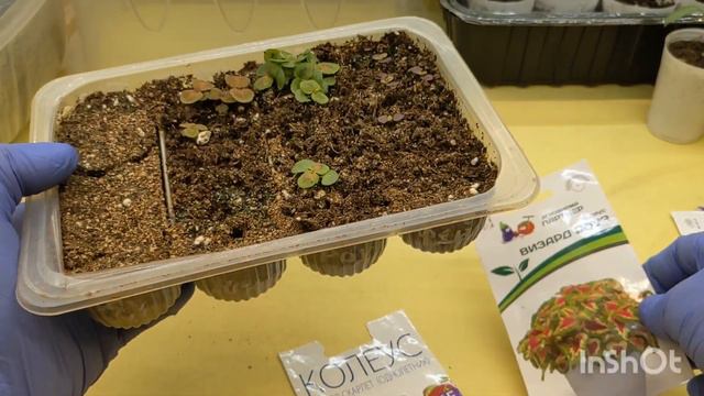 16 марта 2024 г. Калибрахоа, петуния,бегония.... перец и баклажаны смотреть онлайн