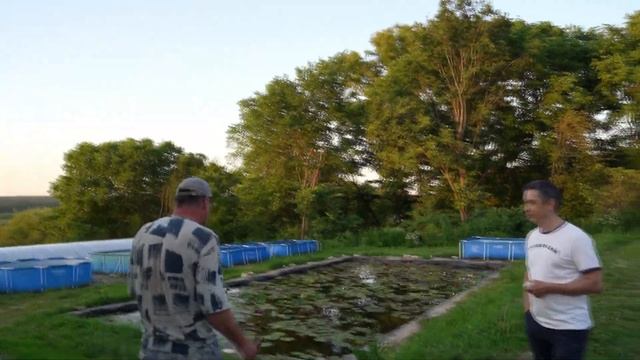 Нимфеи российской селекции. Питомник нимфей Вотерлилия смотреть онлайн