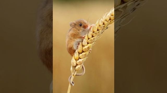 Богдан Лепкий "Мишка". Українська література. Шкільна програма. Казка для дітей малих і великих смотреть онлайн