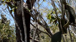 Galapagos Mockingbird Singing