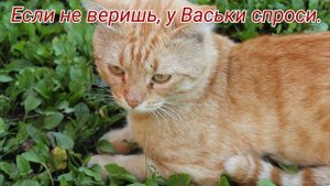 Водоворот
