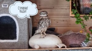 Сыч Лучик напуган неизвестным пришельцем в совешне. Сова в совиной панике