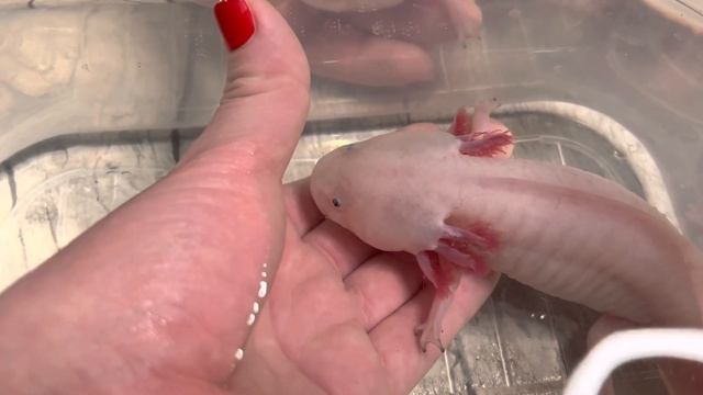 Сколько стоит аксолотль? Где можно купить аксолотля? #аксолотль #axolotl смотреть онлайн