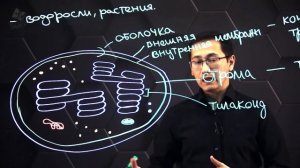 Структурные компоненты хлоропласта и их функции. 11 класс.