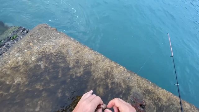 Осторожно! Иголки морского ерша (скорпены) ядовиты смотреть онлайн