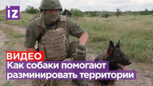 «Не просто собака, это друг»: как минно-розыскные собаки помогают разминировать территории