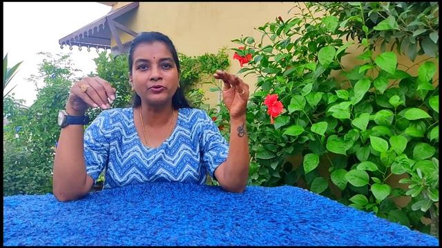 Care of Champa plant/ Why champa is not flowering?/ Tips to get more flowers