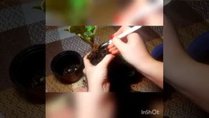 Сносим голову фиалке, как снести голову фиалки, омоложение фиалки