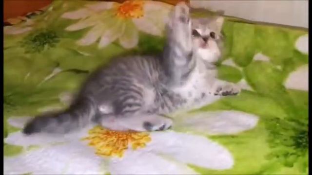 Сладкий Никошка! Британские котята питомника Elite British. Элитные британцы. смотреть онлайн