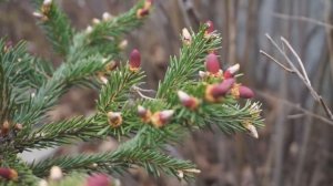 Необычная ель с красными приростами  Picea abies Rydal