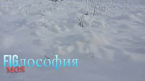 Выращивание инжира. Саженцы и черенки инжира. Лучшие сорта инжира. #владинжирный #саженцы #инжир
