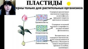 СТРОЕНИЕ МИТОХОНДРИЙ И ПЛАСТИД (ЕГЭ И ОГЭ ПО БИОЛОГИИ)