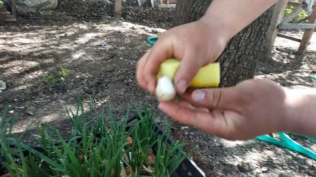 ЧТО БУДЕТ ЕСЛИ ПОТЕРЕТЬ ЯЙЦО ПЕРЕПЕЛИНОЕ ЛАЙФХАК НА ПАСХУ смотреть онлайн