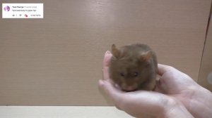 Кто новый ЖЕНИХ ФАнни? / Когда ХОМЯЧАТА? / Алиса Изи Петс / ALisa EAsy Pets
