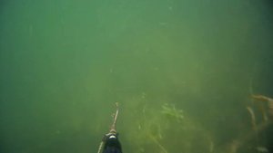 Подводная охота с трезубцем