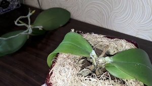 Отсечение макушки у орхидеи/ посадка