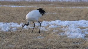 Весеннее питание журавлей