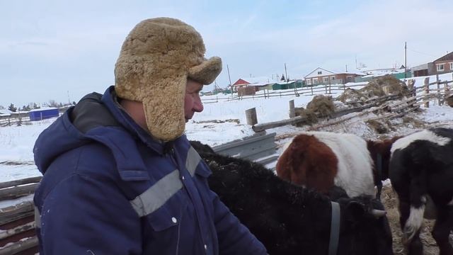 Как телёнок отморозил хвост выгульное содержание крс вСибири