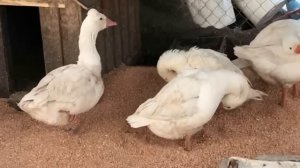 Эти Породы Гусей Самые Интересные в Мире