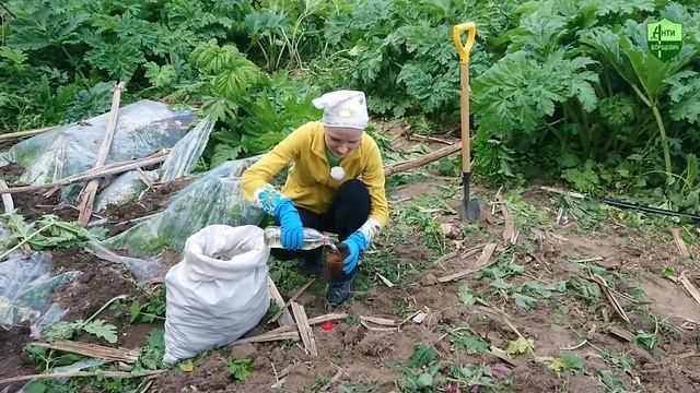 Топинамбур, борщевик и кабаны...