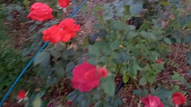 Самая яркая из моих розовых роз и немного in red. смотреть онлайн