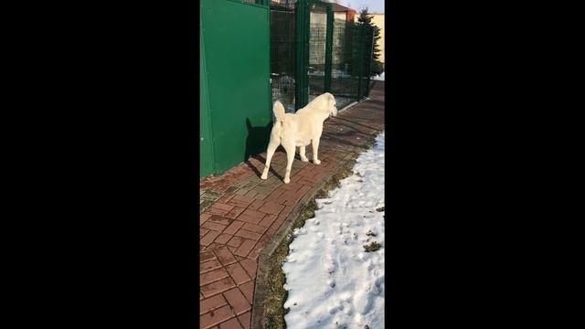 Знакомство дворняжки Машки со взрослой сукой . Алабай.Среднеазиатская овчарка смотреть онлайн