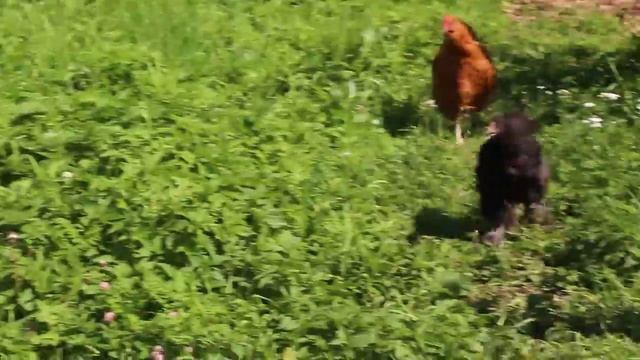 Как начать своё хозяйство. Постройка курятника  и выведения курочек.
