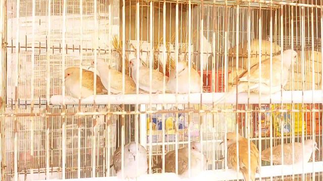 Птичий рынок на Сухомвит Тайланд смотреть онлайн