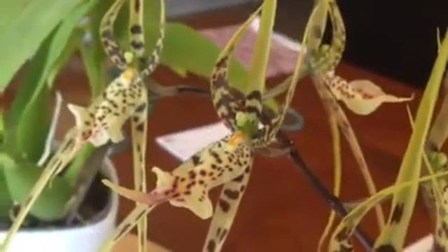 Orchid care, Phalaenopsis alternative Brassia Datacosa Orchid смотреть онлайн