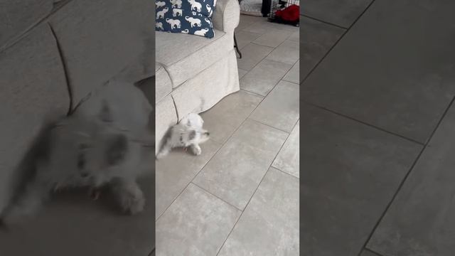 Sadie & FInch смотреть онлайн