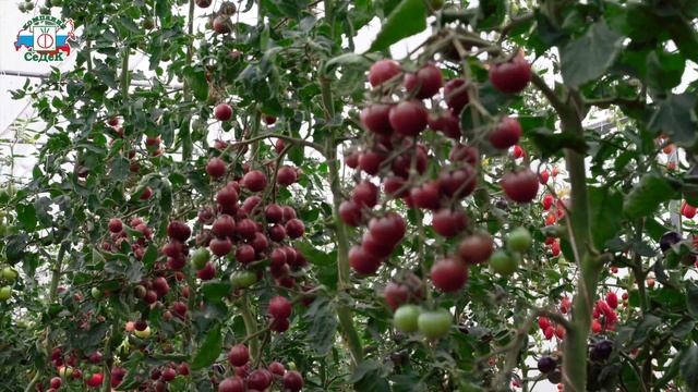 СЛАДКИЙ СОРТ ЧЕРРИ ТОМАТОВ - Конфеты с грядки смотреть онлайн