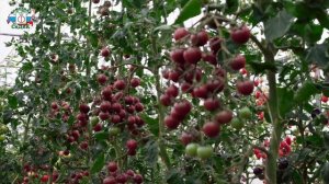 СЛАДКИЙ СОРТ ЧЕРРИ ТОМАТОВ - Конфеты с грядки