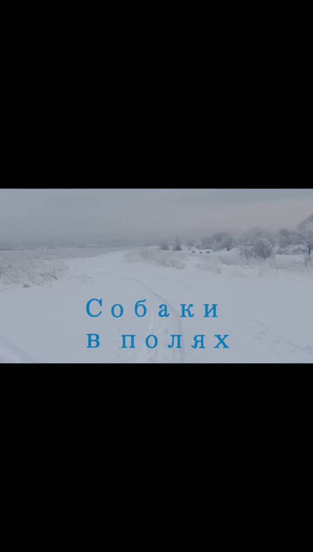 обегаю на лыжах логово собак в полях