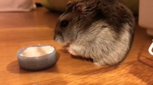?ХОМЯК ЕСТ СМЕТАНУ?HAMSTER EATING SOUR CREAM.