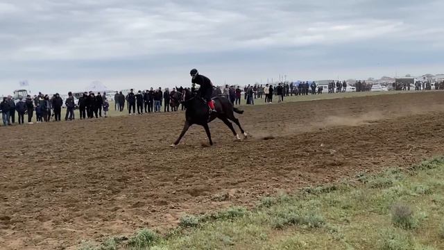 Скачки в С. Кунбатар, 7-й заезд, 1600м. Приз Шора Батыра/ Главы Ногайского района.