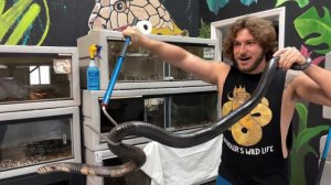 Crankiest KING COBRA at the Facility!