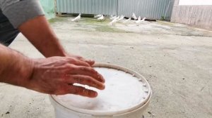 100% очищает обеззараживает зерносмесь для голубей!!! 100% disinfects grain mixture for pigeons!!!