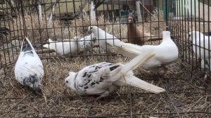 Чужой Пакистанский голубь! Обзор Иранских голубей! #tauben #pigeons