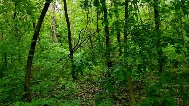 САМВЕЛ АДАМЯН ВОТ ПОЧЕМУ МАТЬ ХОДИТ БОСИКОМ. КАРИНА ОБИДЕЛАСЬ НА ДИАНУ