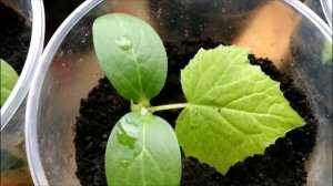 ПОДКОРМКА РАССАДЫ ОГУРЦОВ БАЛКОННОЕ ЧУДО