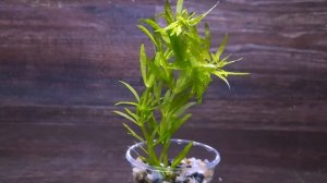 ЛИМНОФИЛА АРОМАТИКОДЕС ( LIMNOPHILA AROMATICODES )