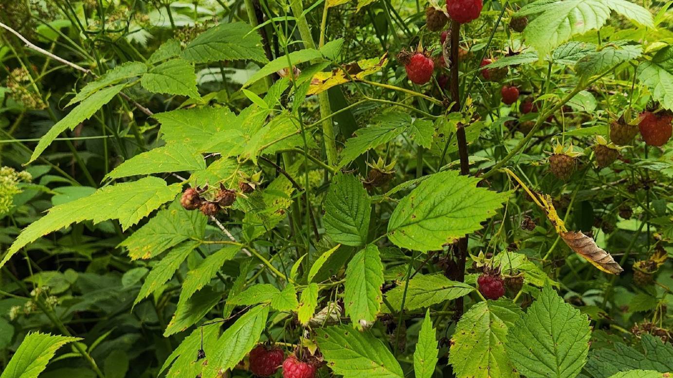 Сходили в заброшенные сады. 23 июля 2024 смотреть онлайн