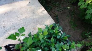 Гибискус сирийский. Размножение черенками. Зимовка