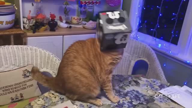 Супер МИЛЫЕ И СМЕШНЫЕ видео С КОШКАМИ 2019 - Не могу перестать смеяться смотреть онлайн