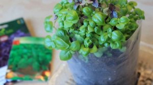 ВЫРАСТИТЬ БАЗИЛИК ДОМА ! СУПЕР СПОСОБ , ОТЛИЧНЫЙ РЕЗУЛЬТАТ ! ВСХОЖЕСТЬ 100 %