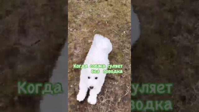Радость какая у собачки