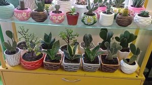 Коллекция кактусов и суккулентов