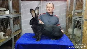 Кролики великаны породы - Бельгийский великан
