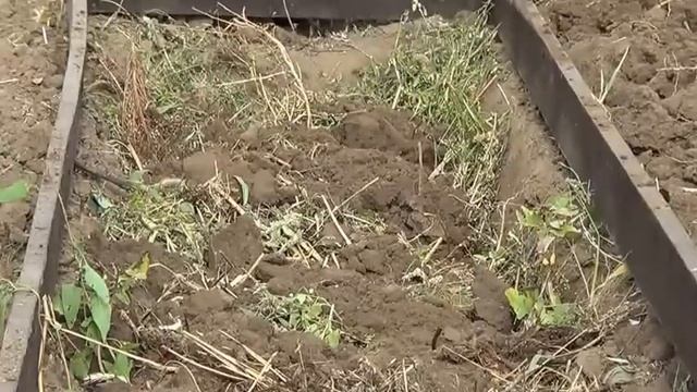 Как сделать теплую грядку (органическую траншею) смотреть онлайн